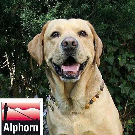 מלון Alphorn