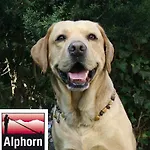 Alphorn 2*