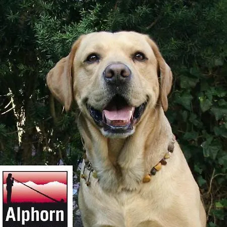 Alphorn 2*